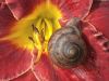 SNAIL ON LILY by Joe Saladino