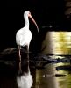 White Ibis (2)