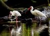 White Ibis