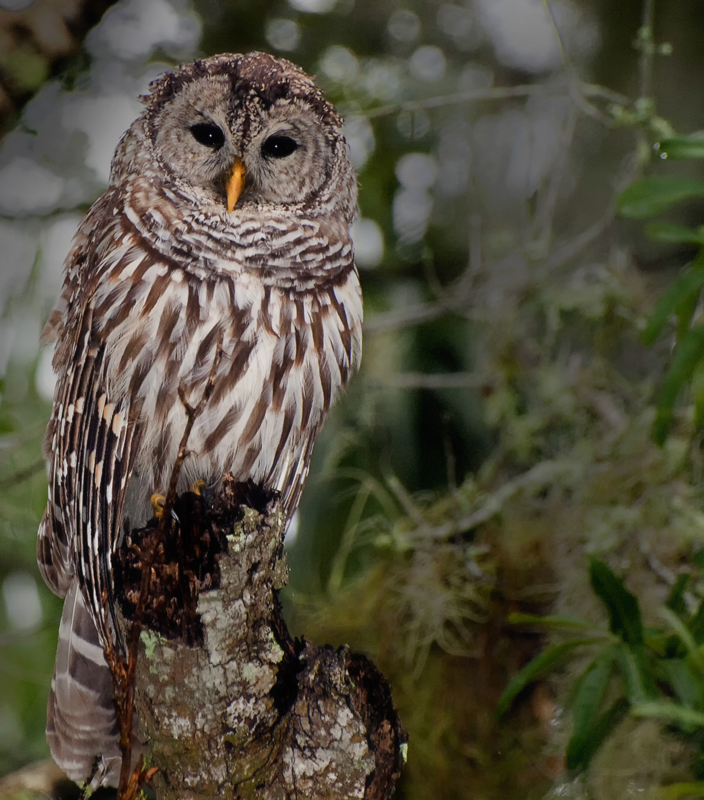 Barred Owl (2)