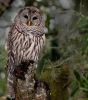 Barred Owl (2)