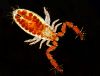 Pseudoscorpion by Joe Saladino