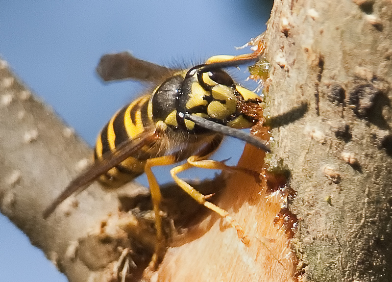 Bark stripping yellowjacket