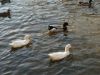 Ducks On The Pond