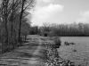 The Path