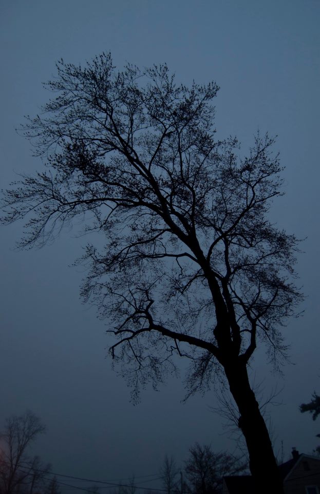 A Lonely Tree