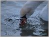 Swan 2. by Peter Redey