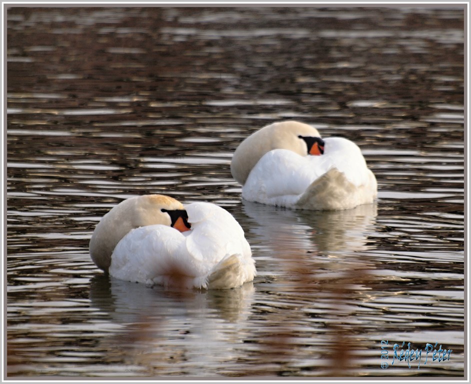 Swan duo