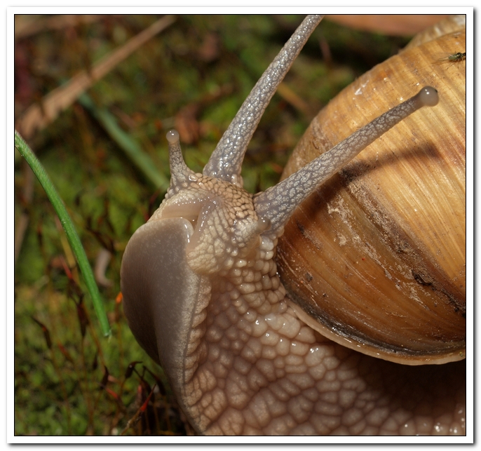 Heureka! said slug...