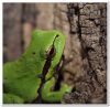 Tree Frog by Peter Redey