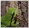 Tree Frog by Peter Redey