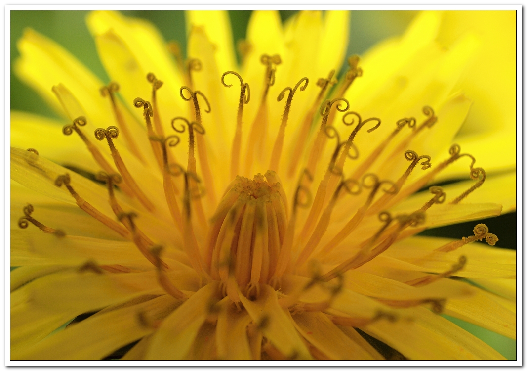 Dandelion