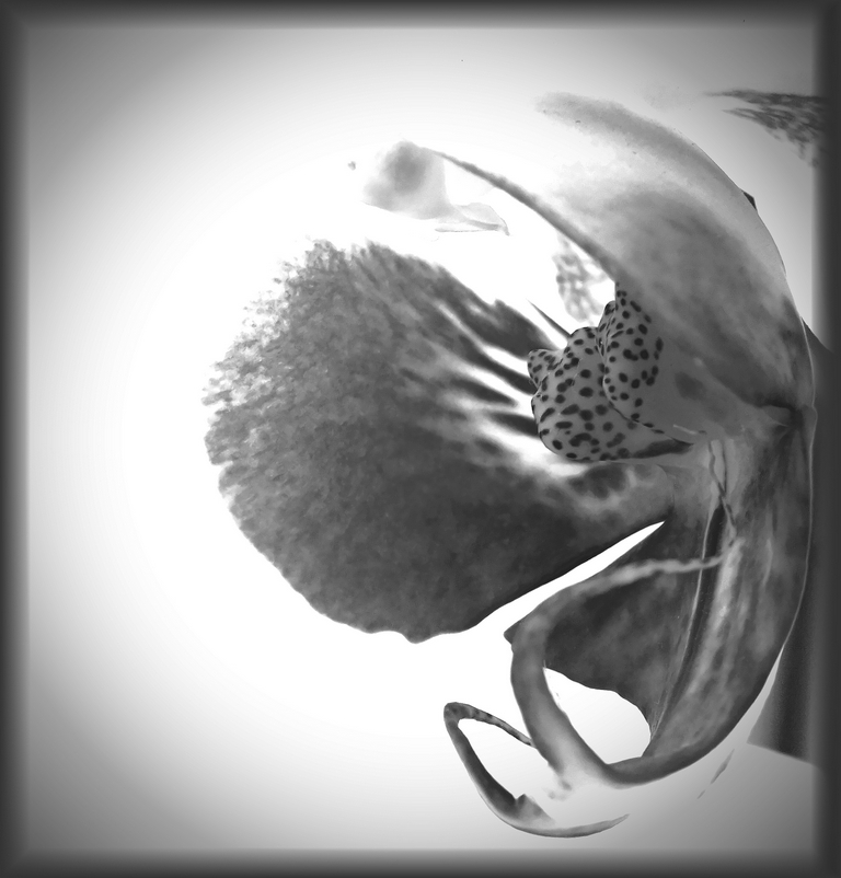 Orchid