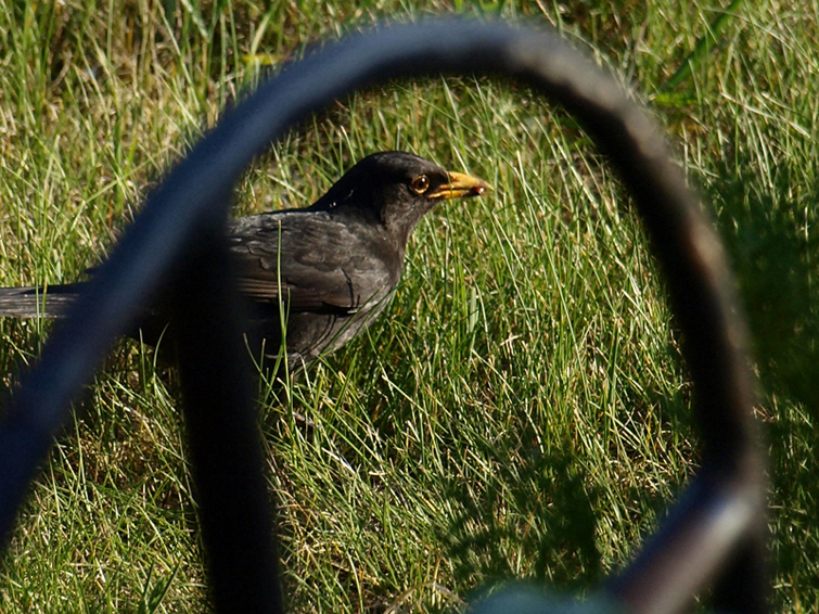 oriole