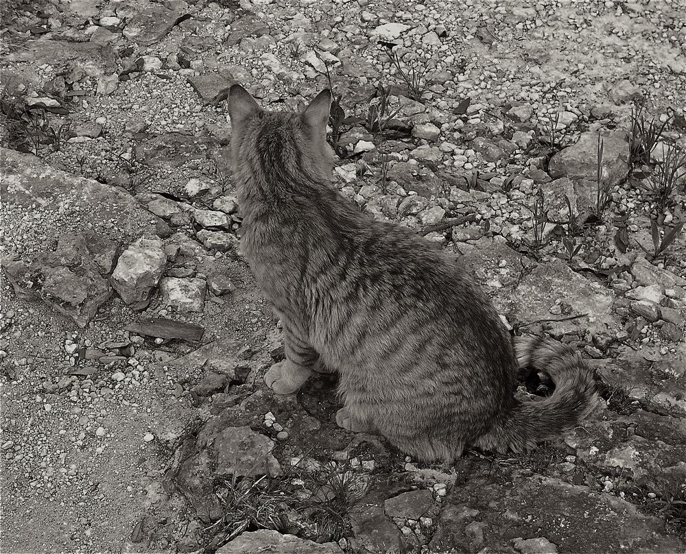 Sasha On The Rocks