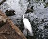 Water Birds by Louis Fry