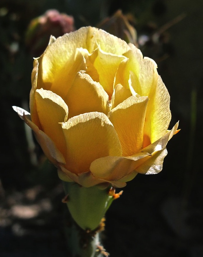 Prickly Pear Bloom