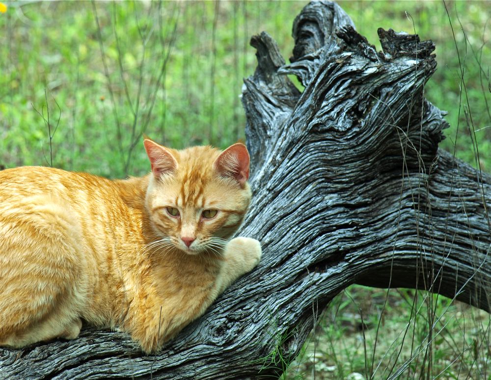 Sasha On A Log