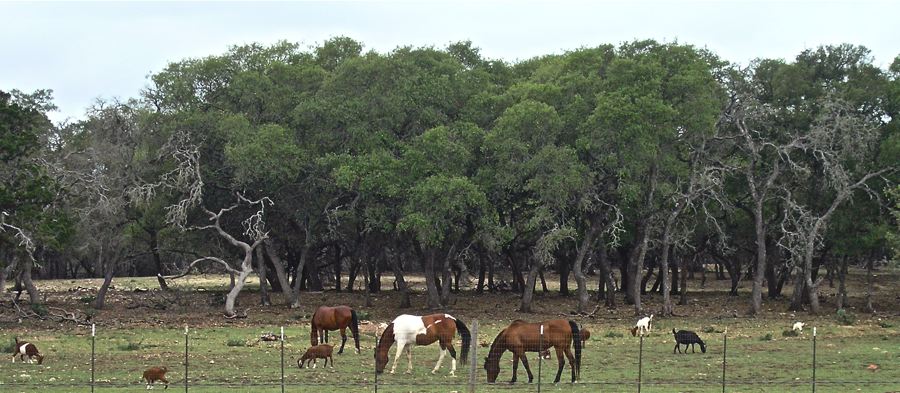 Grazing In May