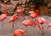 Flamingos#1 by Louis Fry