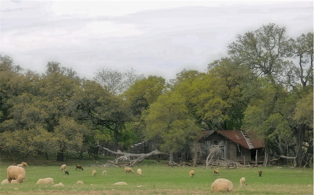 Grazing After The Rain