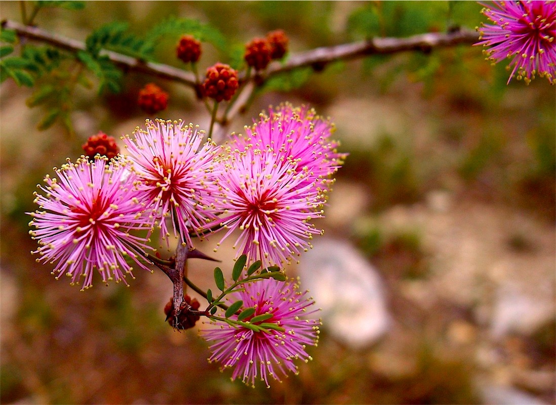 Pink Mimosa