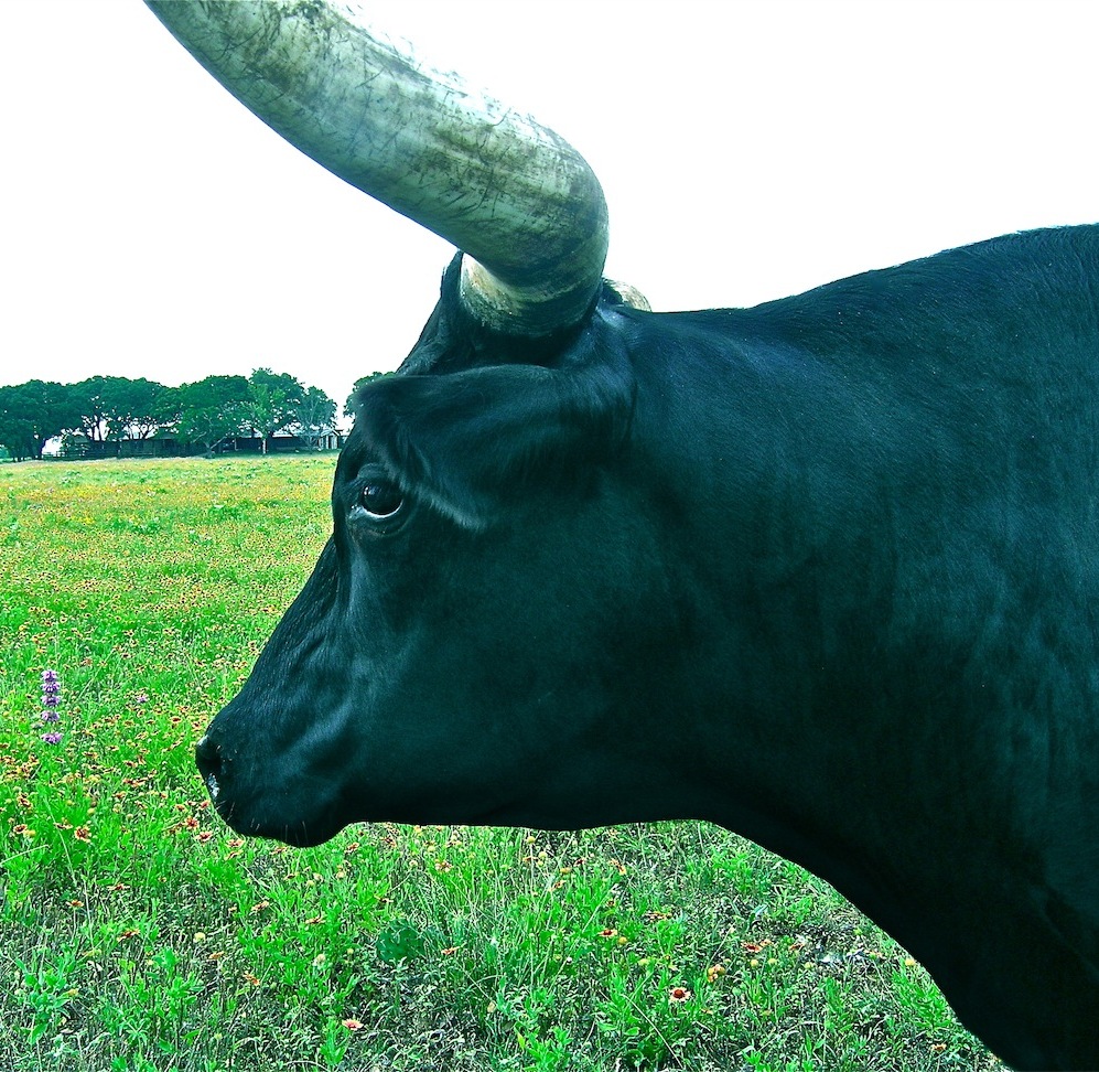 Young Bull In Profile