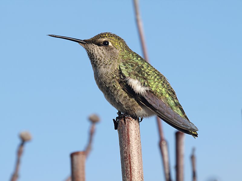Christmas Hummer