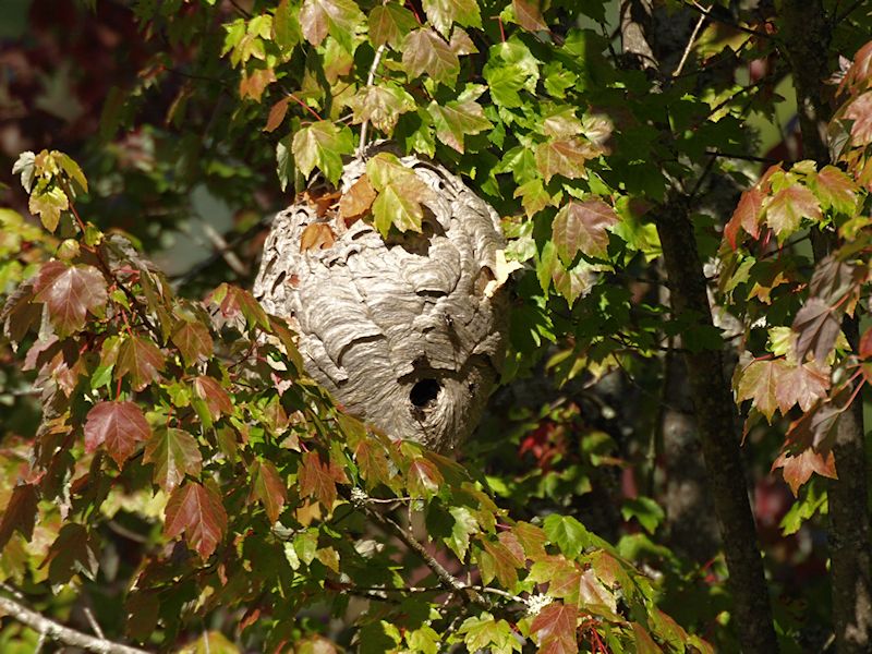Wasps Nest