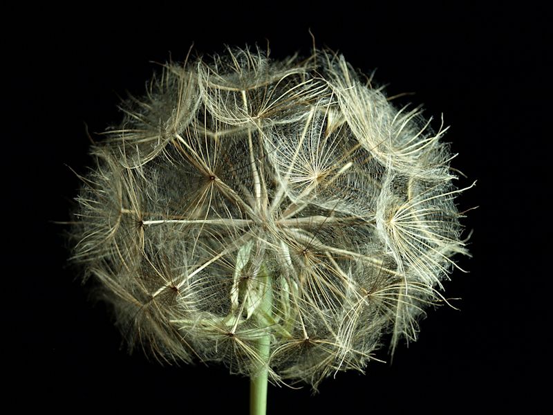 Weed Seeds