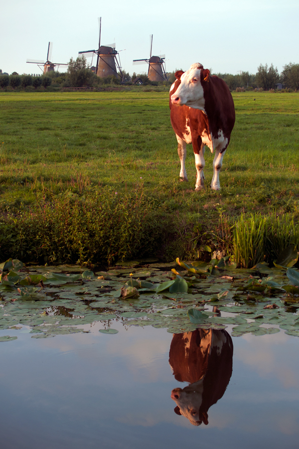The Cow without the boy