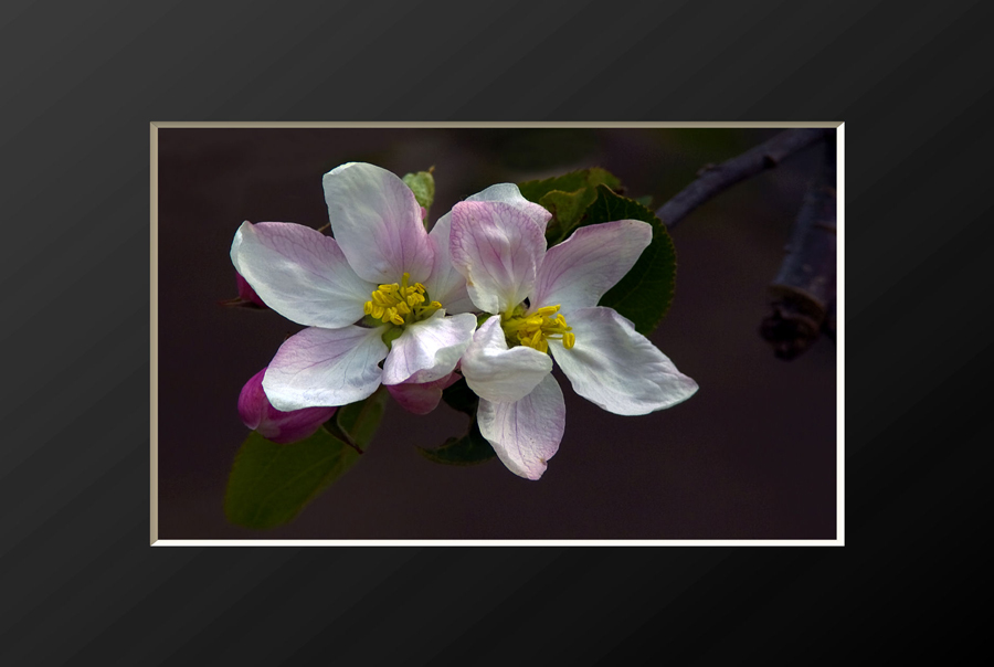 Apple blossom
