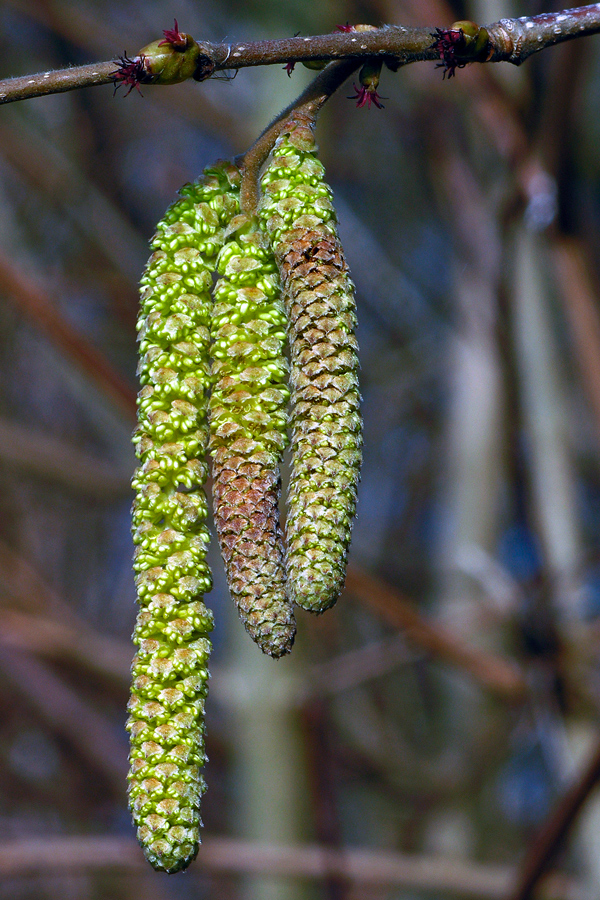 spring is on its way