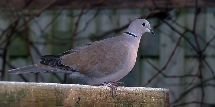 Streptopelia decaocto