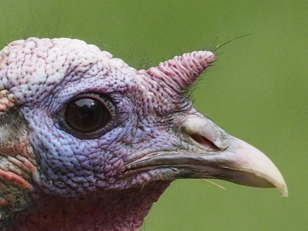 Turkey detail