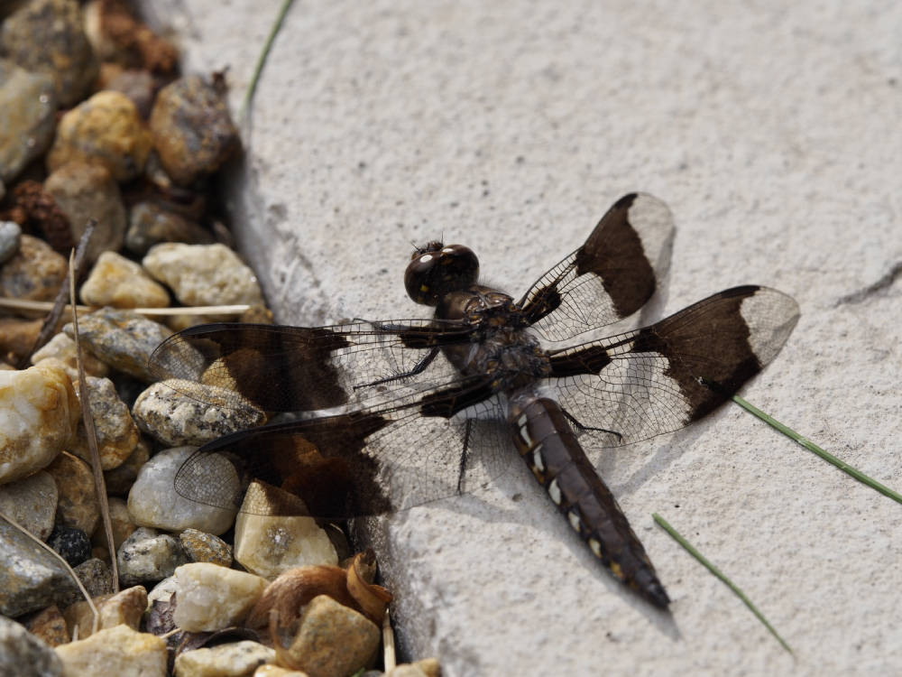 Dragonfly