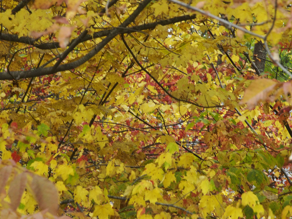 Fall leaves