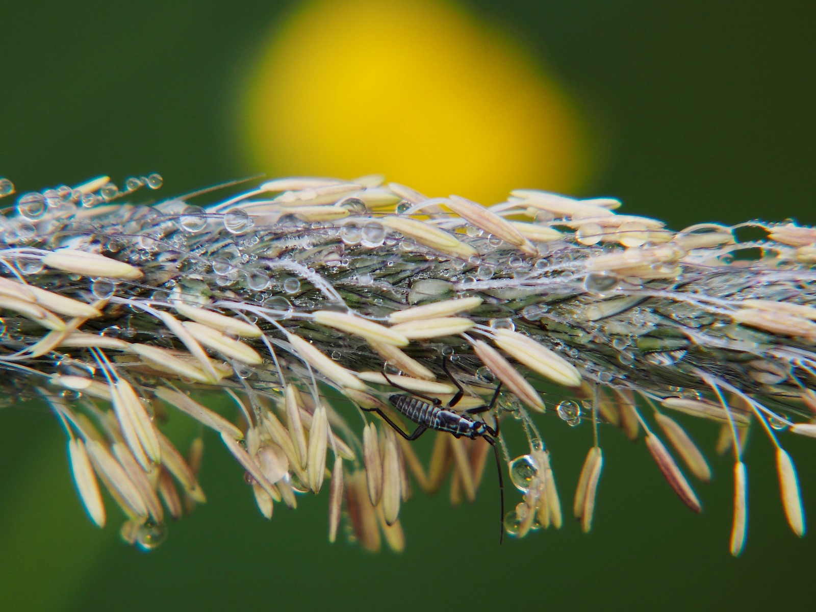 Flowering grass