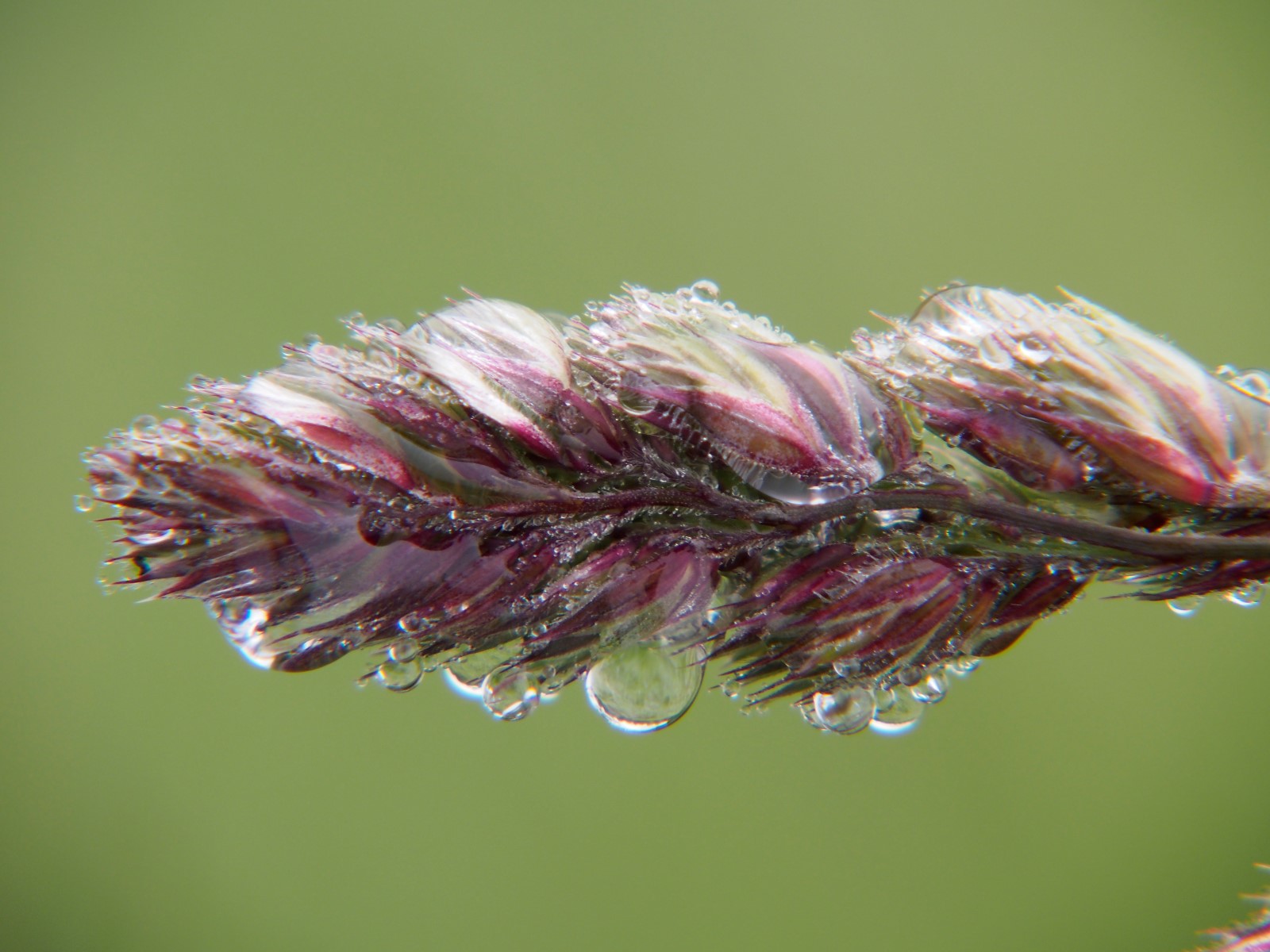 Grass in fog