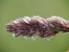 Grass in fog by Eben Gay