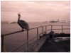 Pelican by dee vee