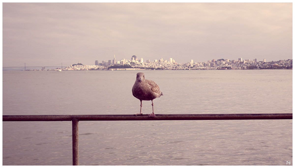 The city