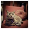 Hotel cat by dee vee