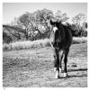 Ranch horse by dee vee