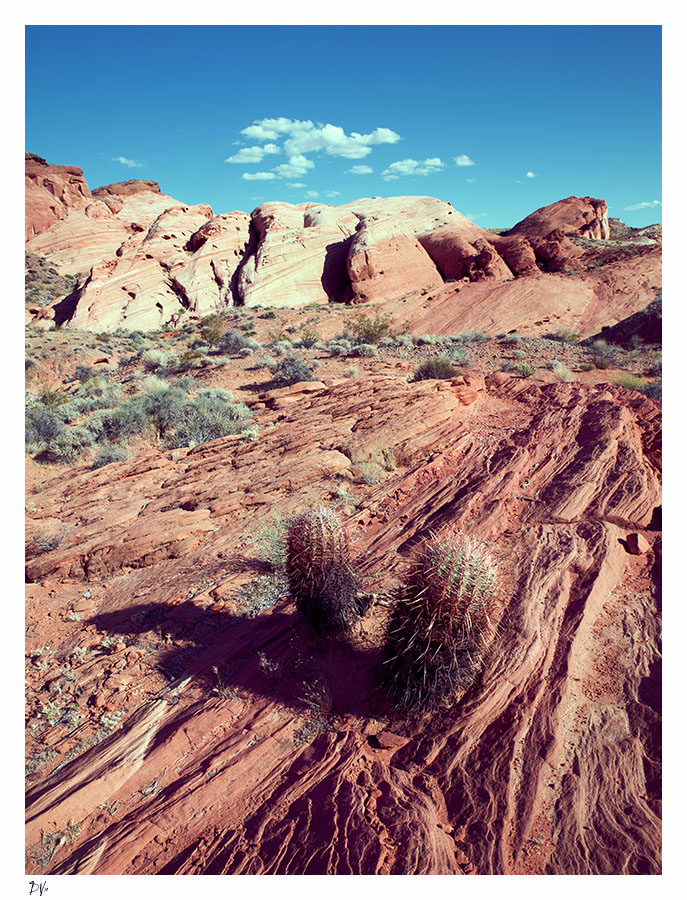 Cacti