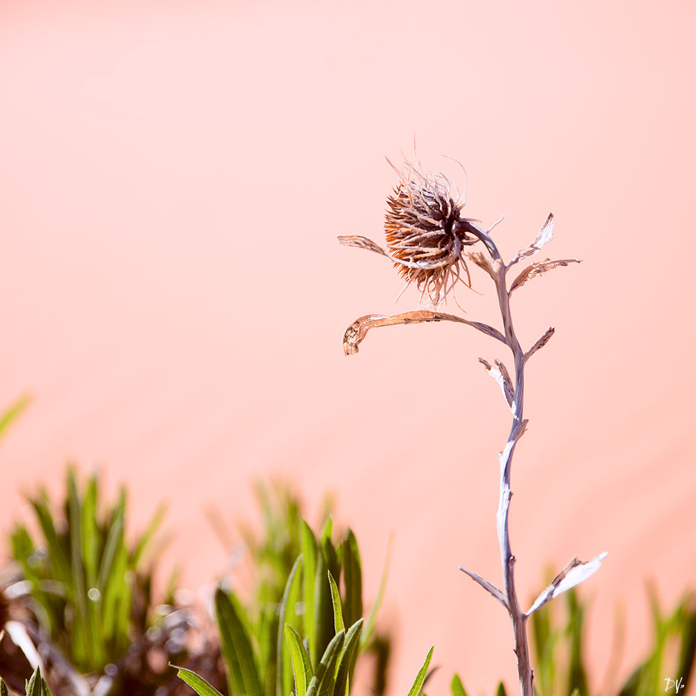 Beauty in the desert