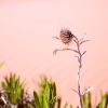 Beauty in the desert by dee vee