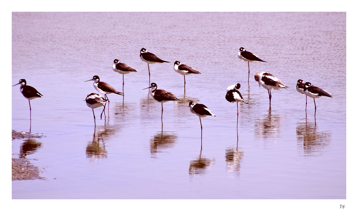 Avocets
