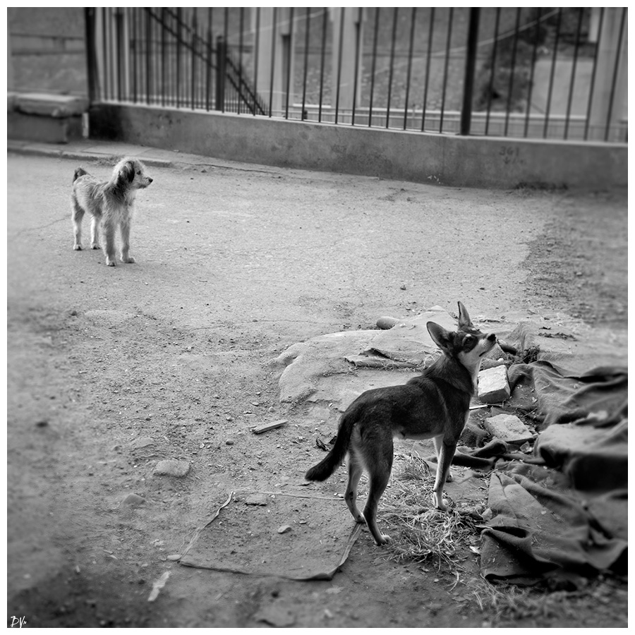 Domestic stray dogs