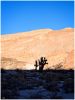 Joshua tree (2) by dee vee